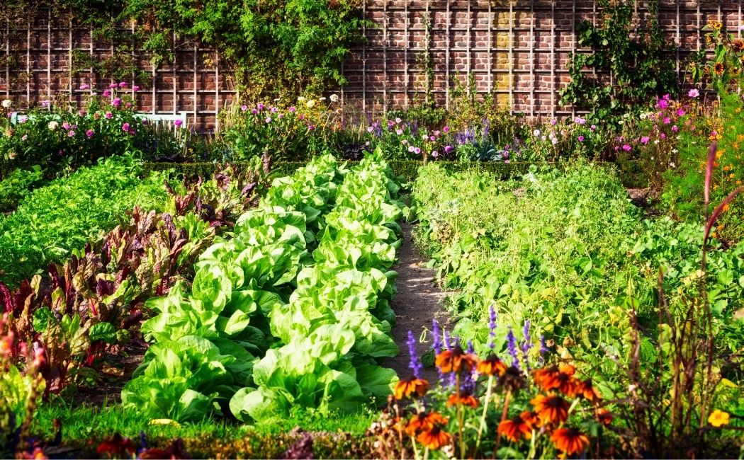 Jak zabezpieczyć ogródek warzywny przed insektami?