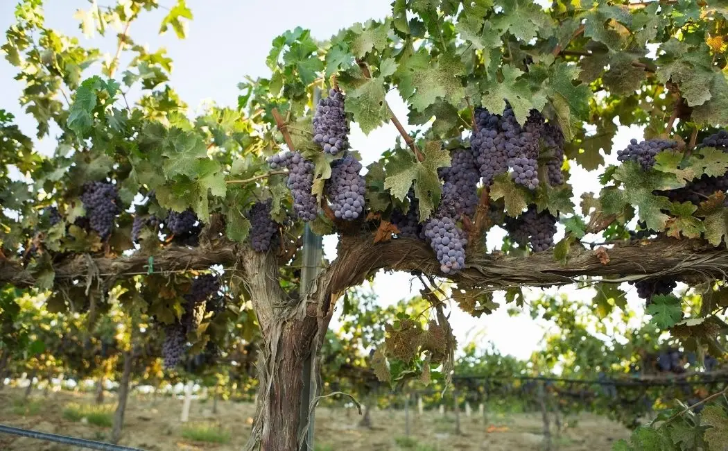 Sadzonki winorośli – jak kupić i jak o nie dbać?