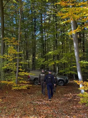 Gałęzie jodły i świerka pod kontrolą. W Olkuszu ruszyły wspólne patrole